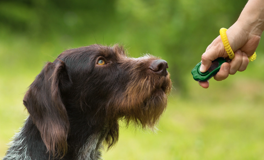 Service Provider of Dog Clicker Training Service in New Delhi, Delhi, India.